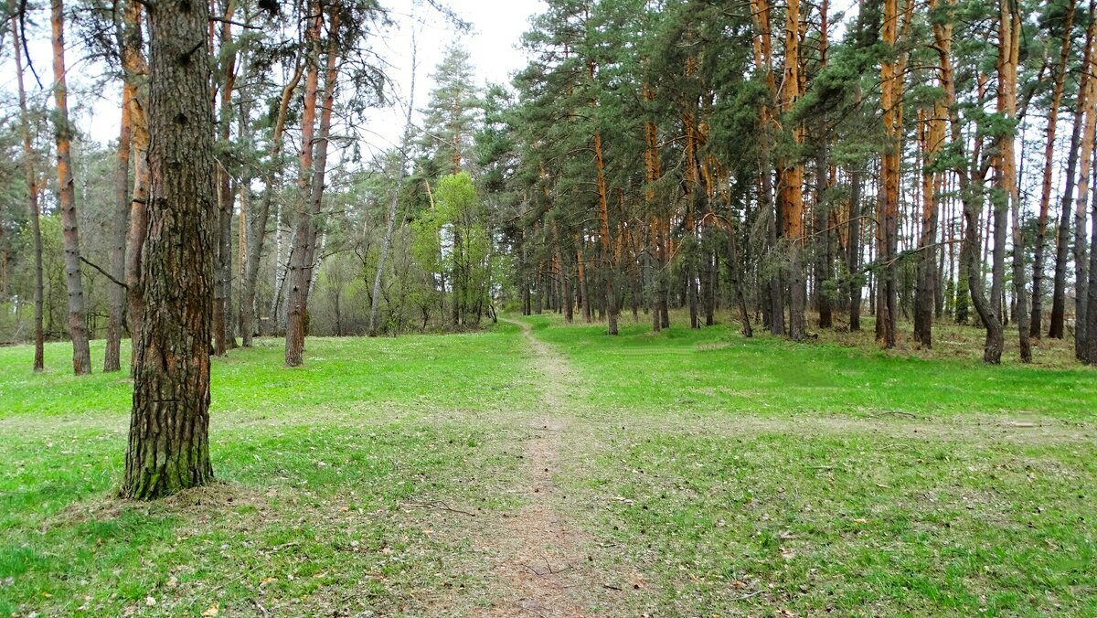 В весеннем лесу. - Милешкин Владимир Алексеевич 