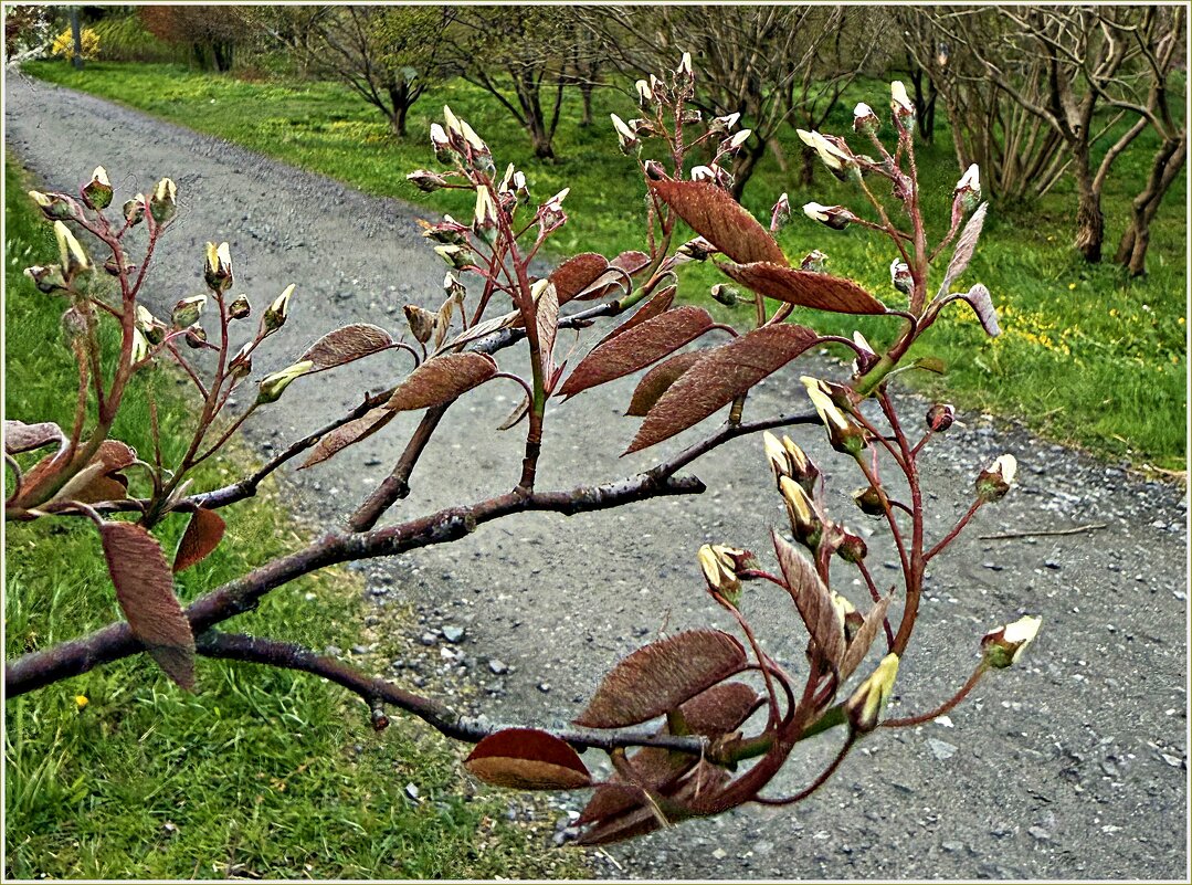 Весеннее. - Валерия Комова