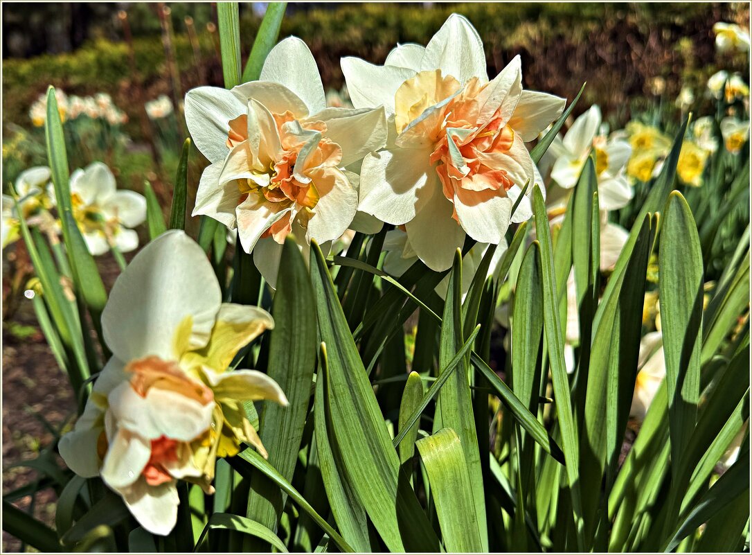 Нарциссы. - Валерия Комова