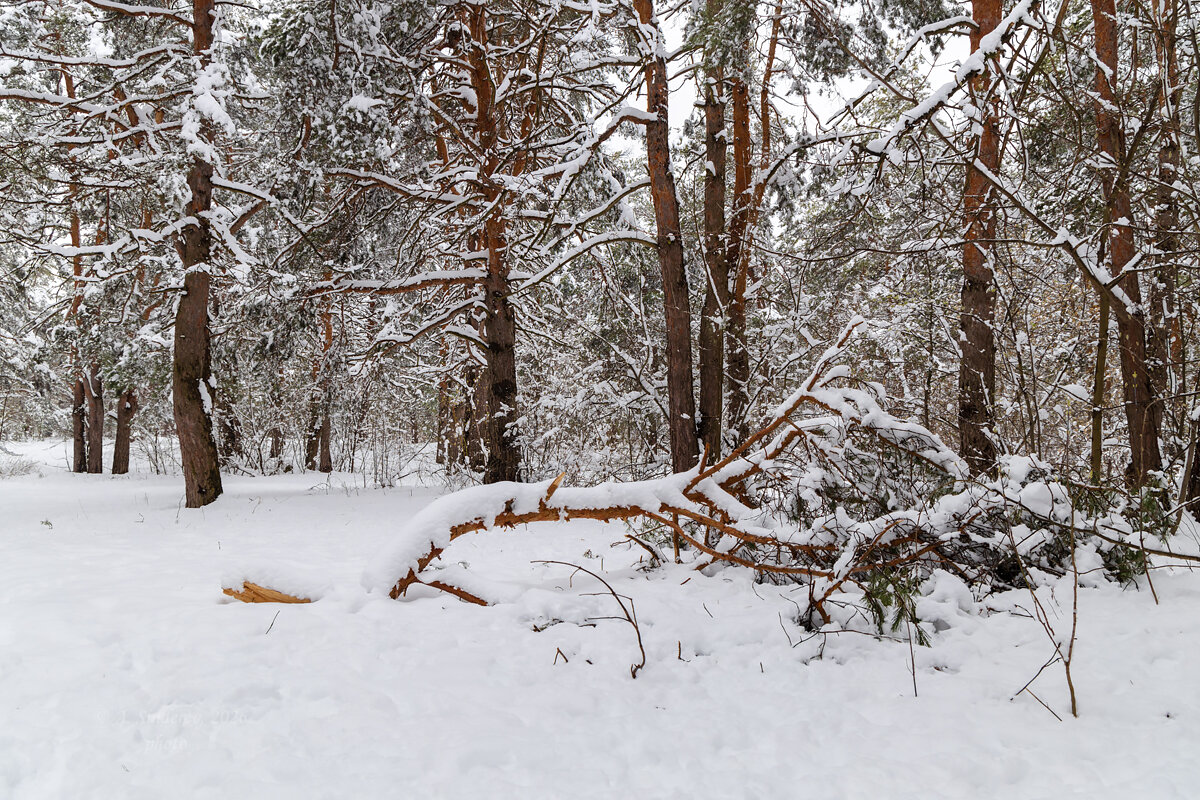 Пейзаж апреля после снегопада - Александр Синдерёв