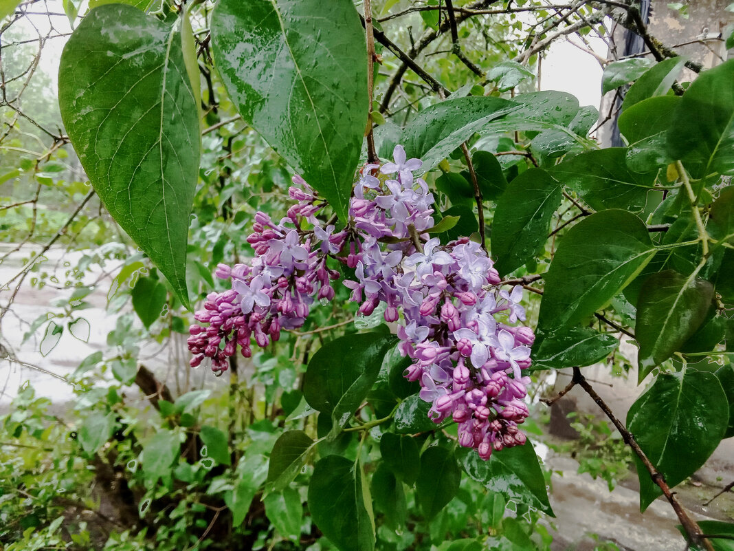 Фото во время дождя - Фотогруппа Весна