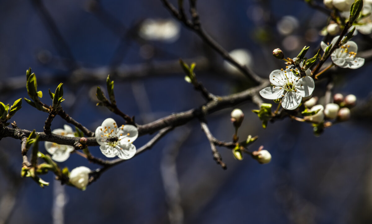 Цветение. - Николай 