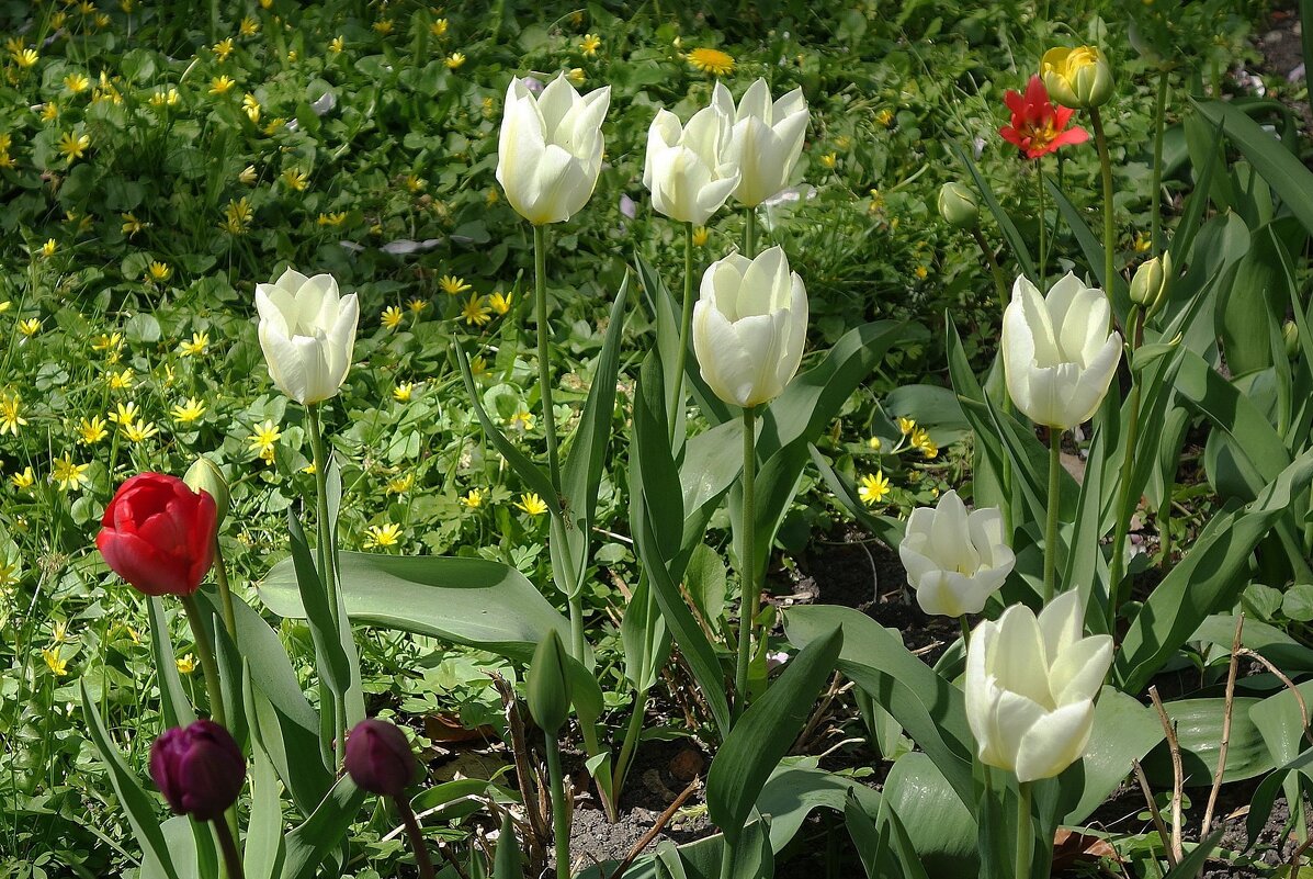 Тюльпаны - Рита Симонова