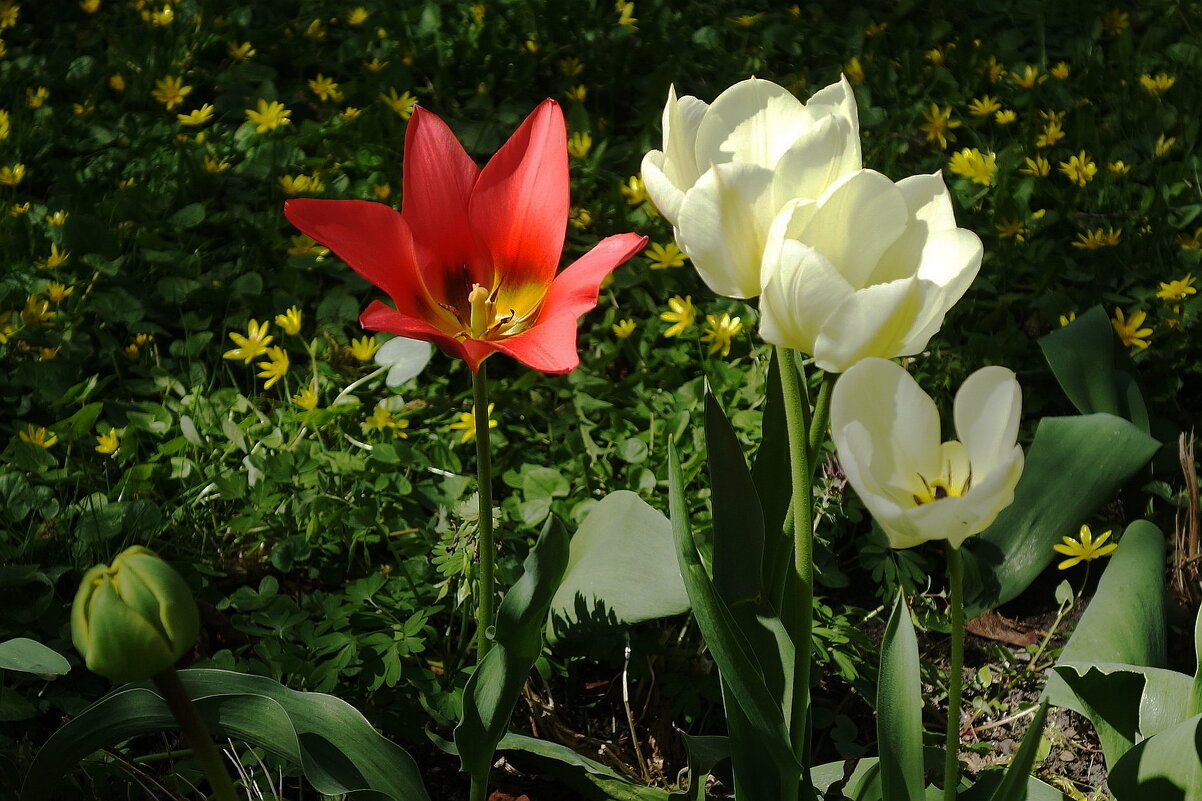 Тюльпаны - Рита Симонова