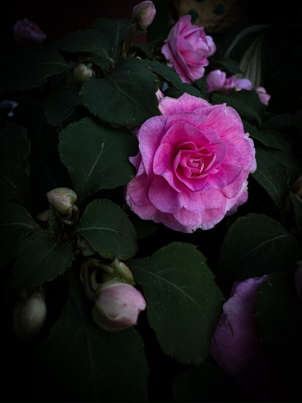 Красивые цветы - Анна Пигулевская