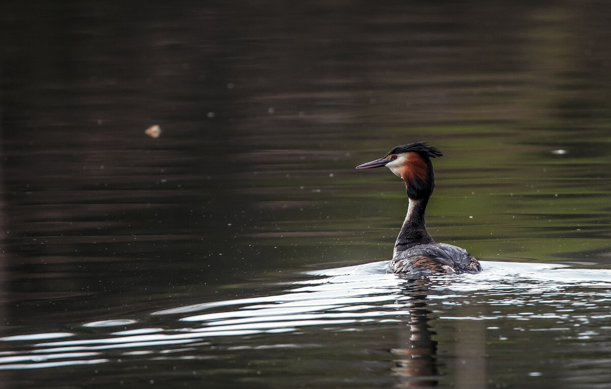 Чомга - Владимир Безбородов