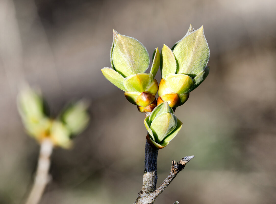 Молодая листва - Oleg S