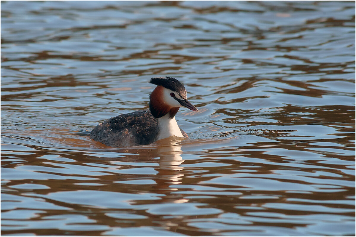 Чомга - Валентин Котляров