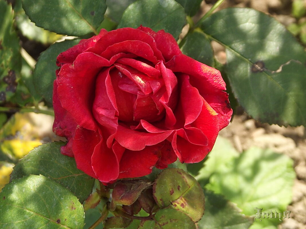 Роза - Freddy 97