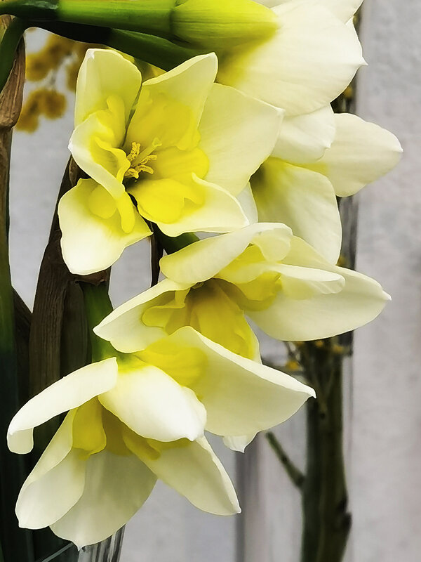 Нарциссы. - Лилия *