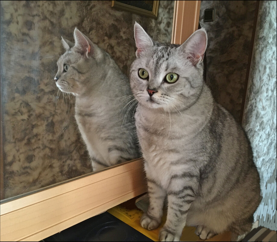 Свет мой, зеркальце, скажи...! - Надежда 