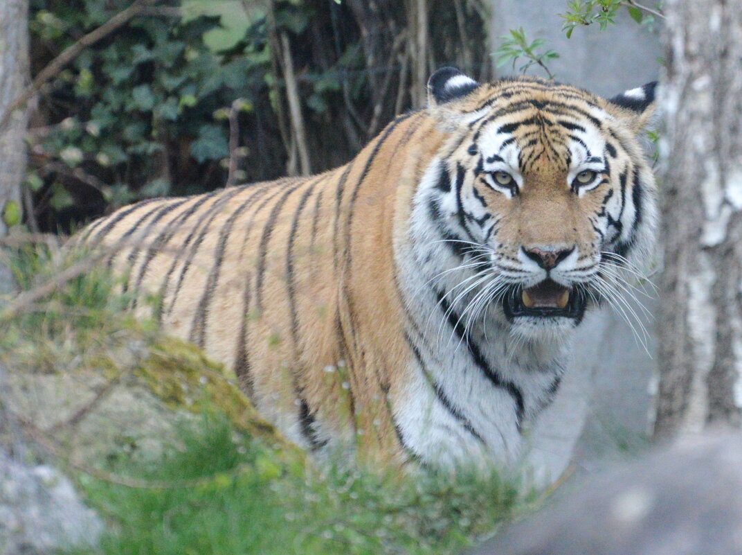 лейпциг2026 - Алексей Короткевич