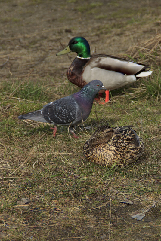 *** - Nataliya Belova
