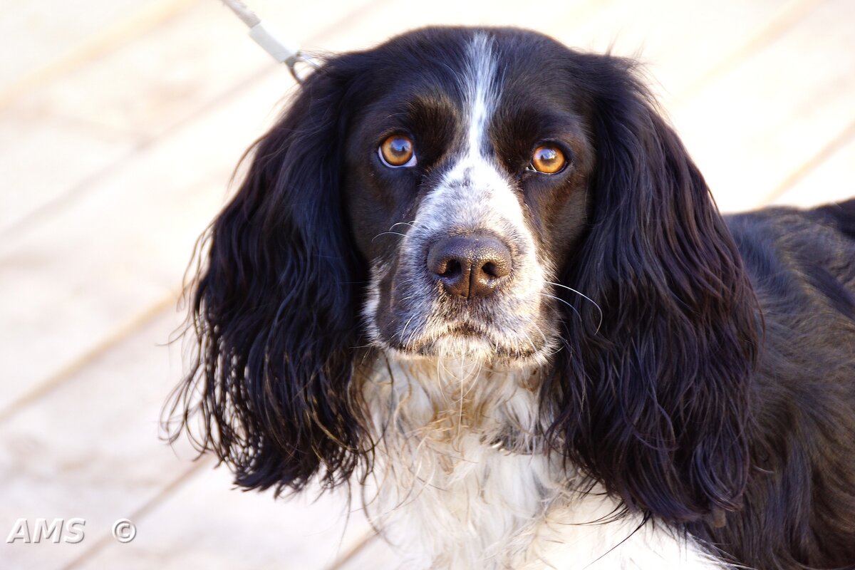 Лёва - kolyeretka 