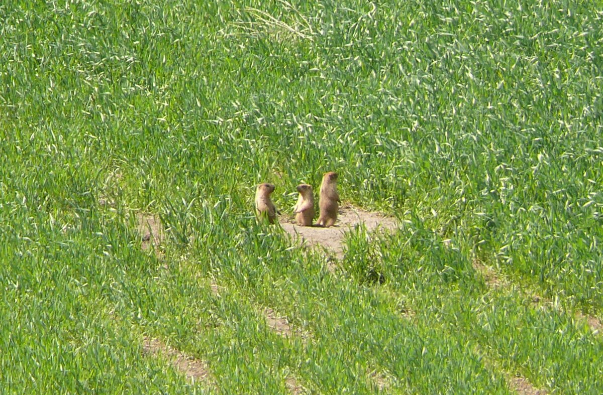 Семья байбаков - Елена Елена