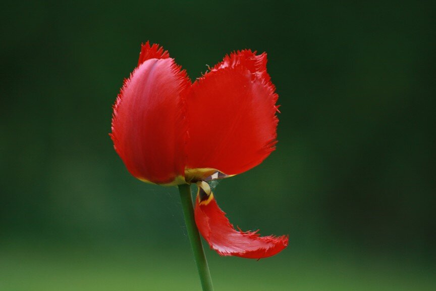 Отцветает - Ирэн 