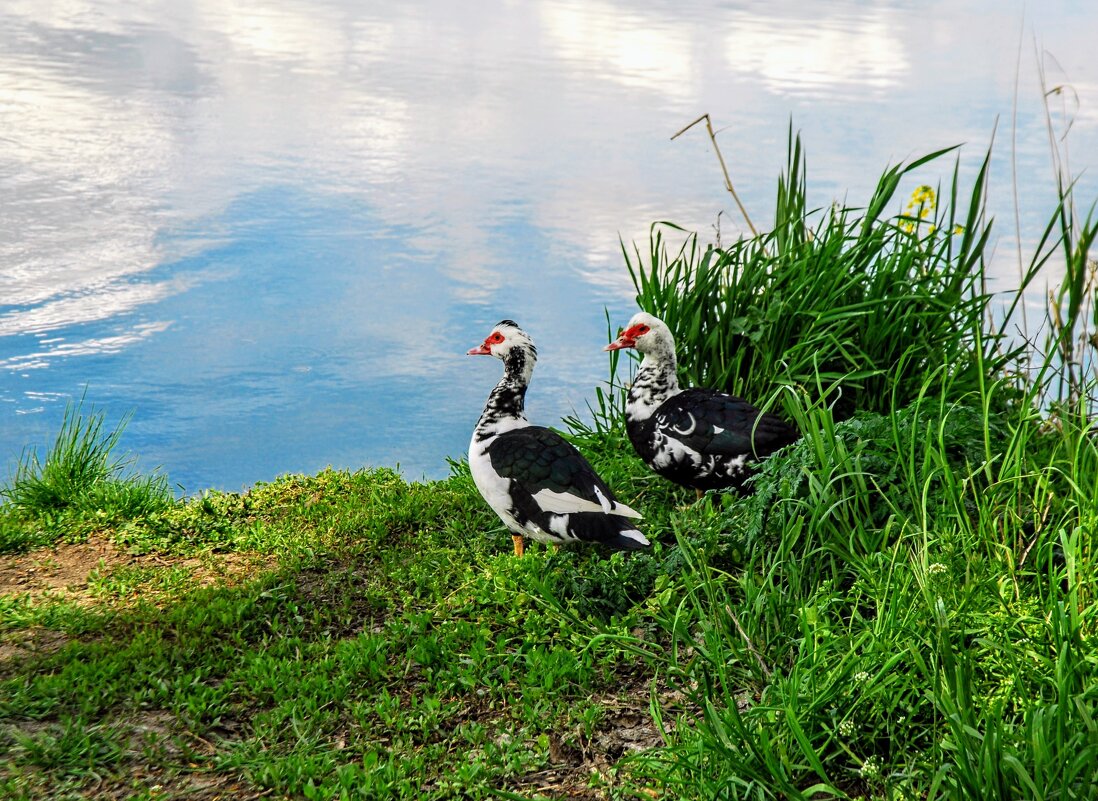 Весна. - Владимир 