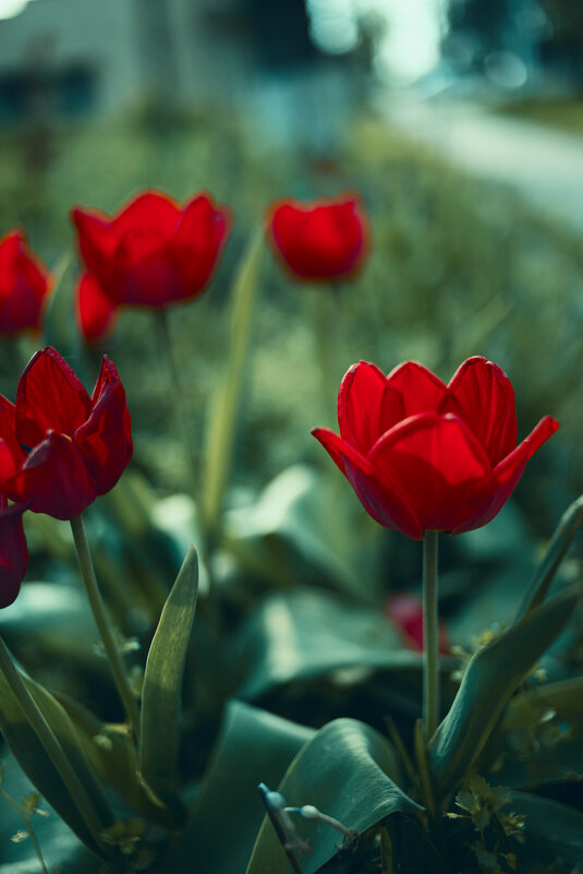 *** - Яна Горбунова