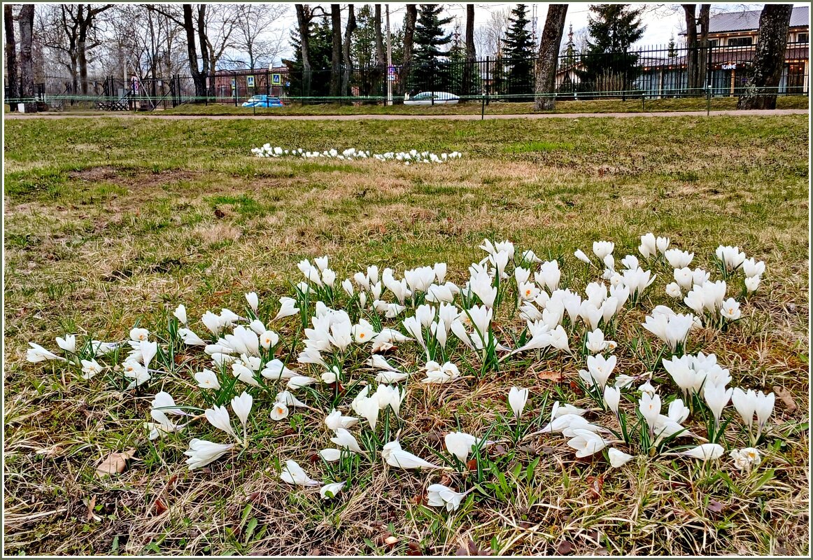 Полегли от сильного ветра. - Лия ☼