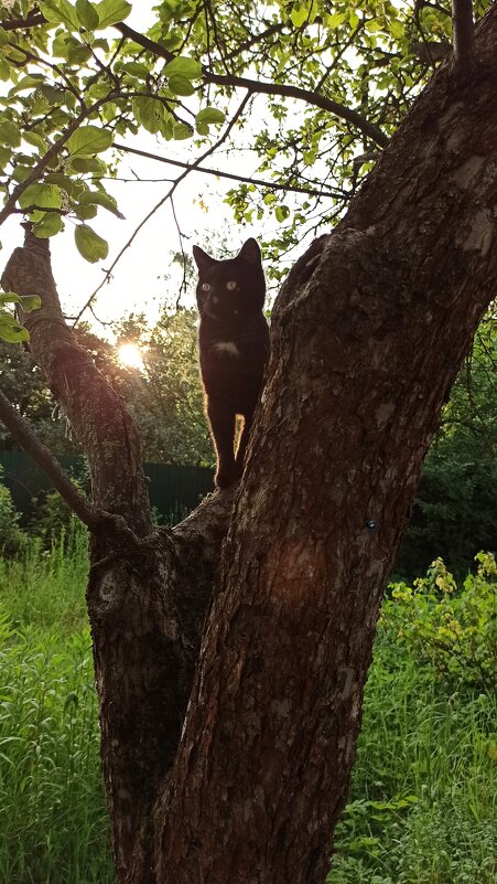 День кошачьей ласки - veilins veilins