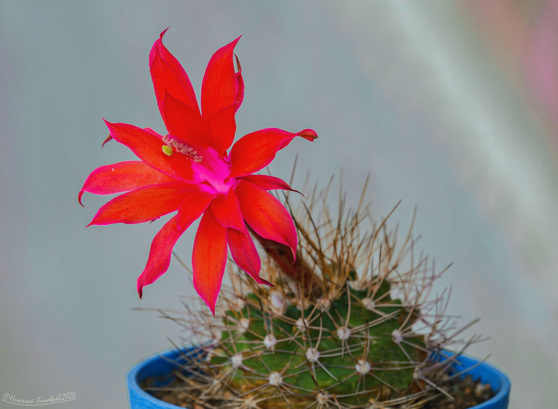 Цвететние кактуса Матукана красивоцветущая. Имеет одни из самых красивых цветов среди кактусов - Николай Зиновьев