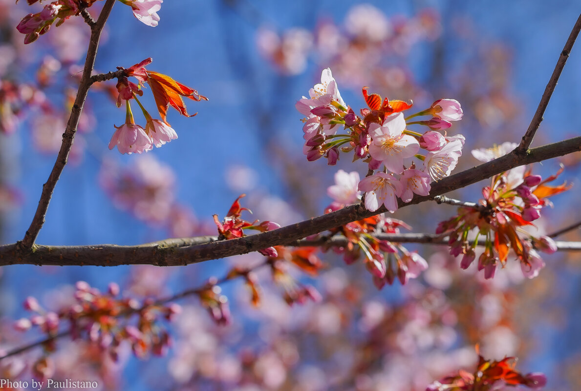 Цветущий апрель... - Владимир Жданов