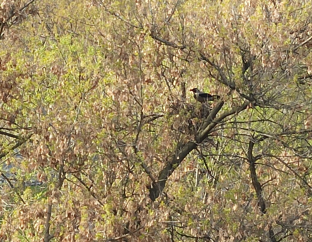 Приметы весны - Галина 