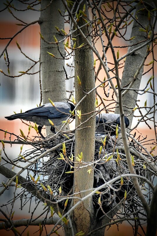 Наведение порядка - Андрей Шейко