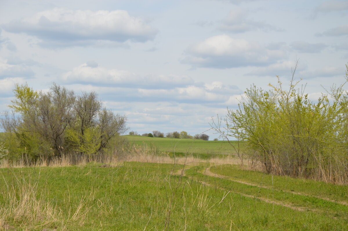 Нежная палитра Весны...предпоследний день апреля... - Надежда Куркина 