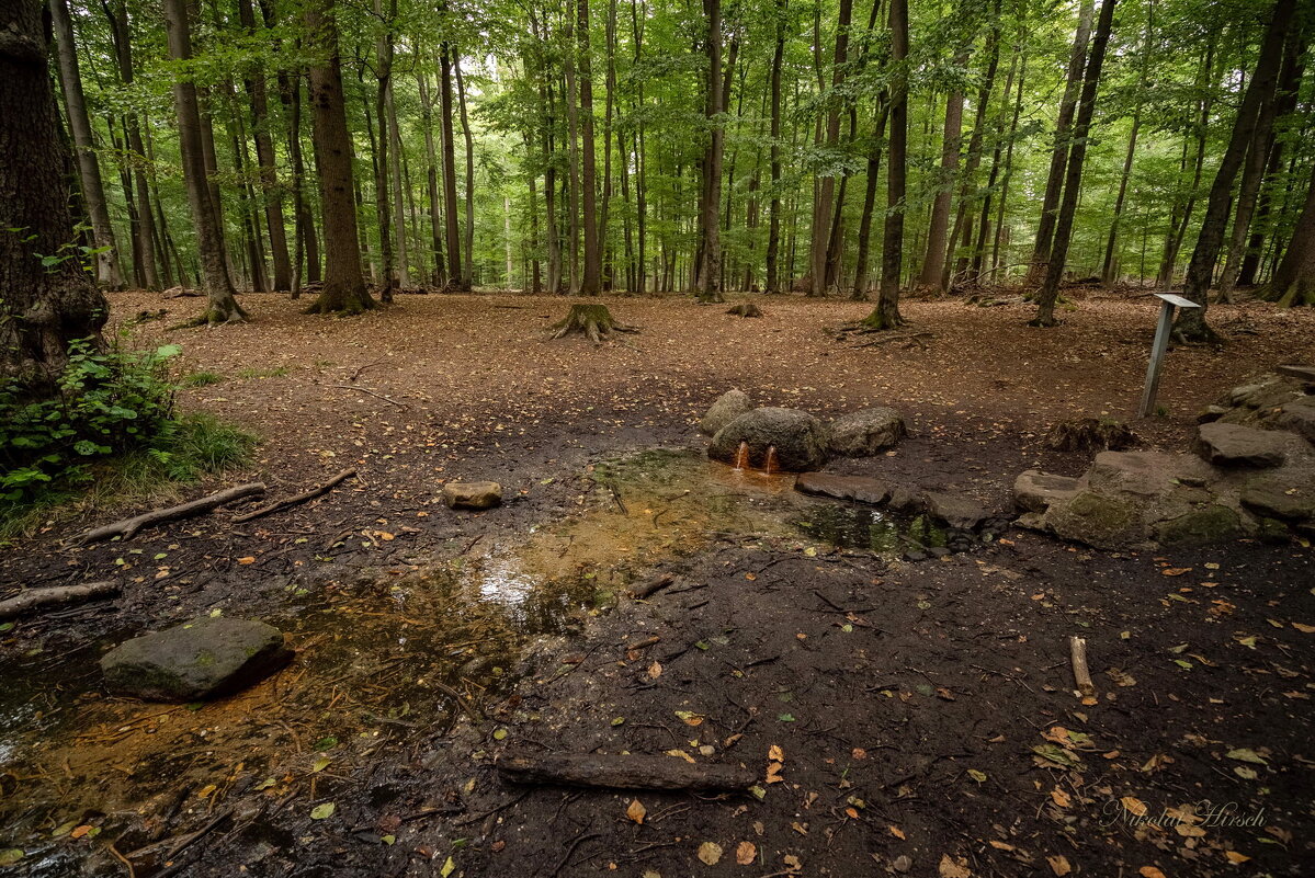 Лесной источник... - Николай Гирш