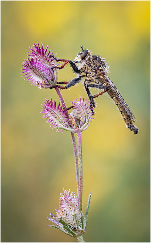 Ктырь.Robber fly. - Александр Григорьев