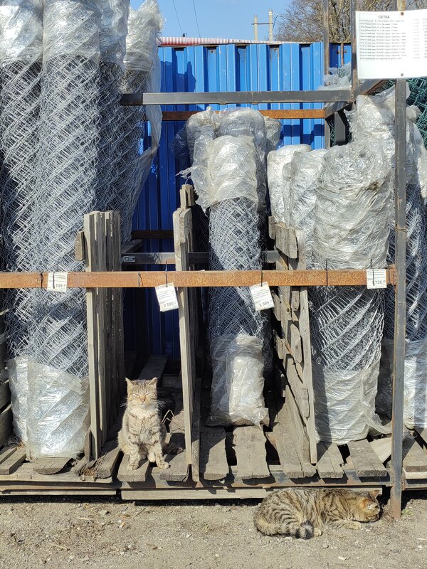 Коты-консультанты и усы! - Анастасия Данько