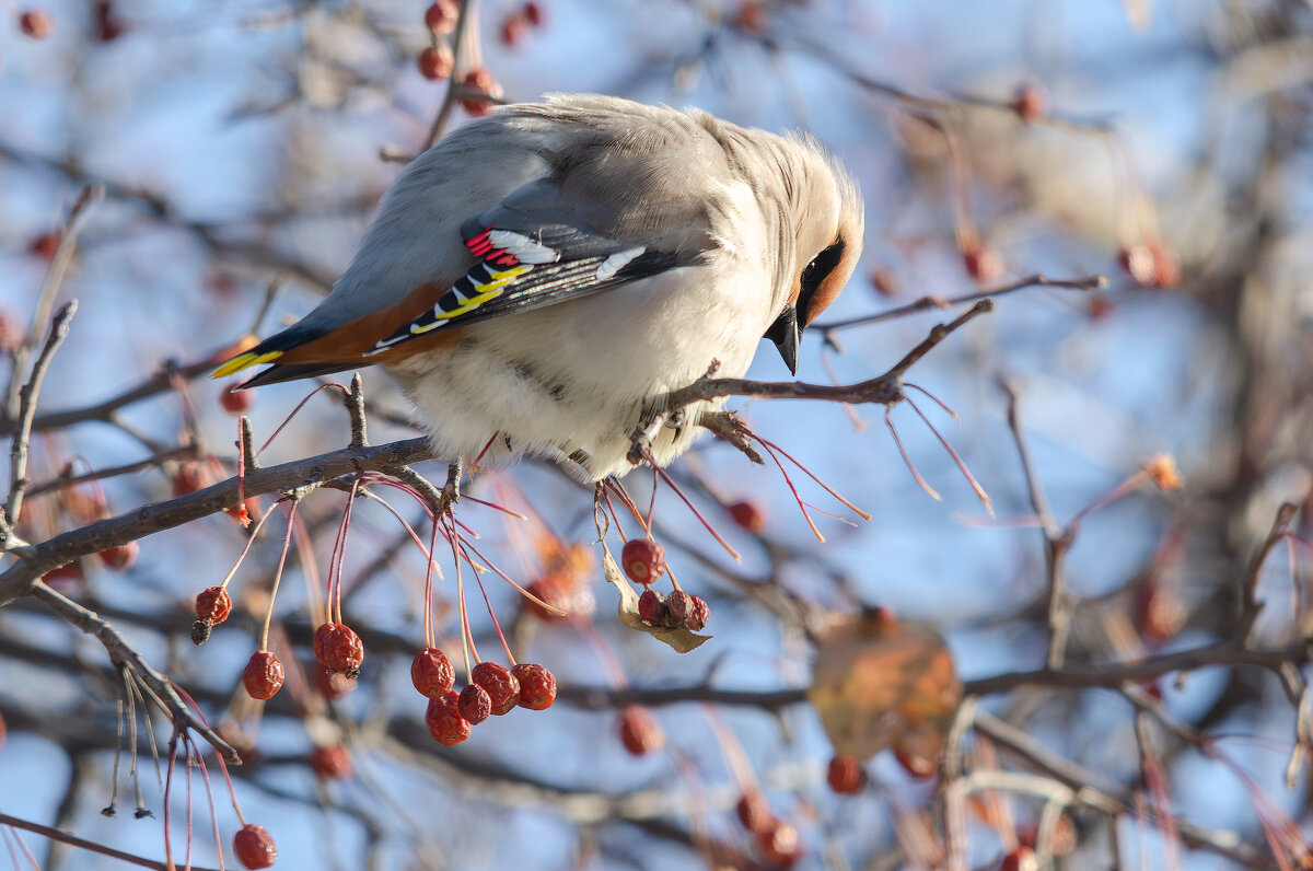 Свиристель - Виктор Иванович Чернюк