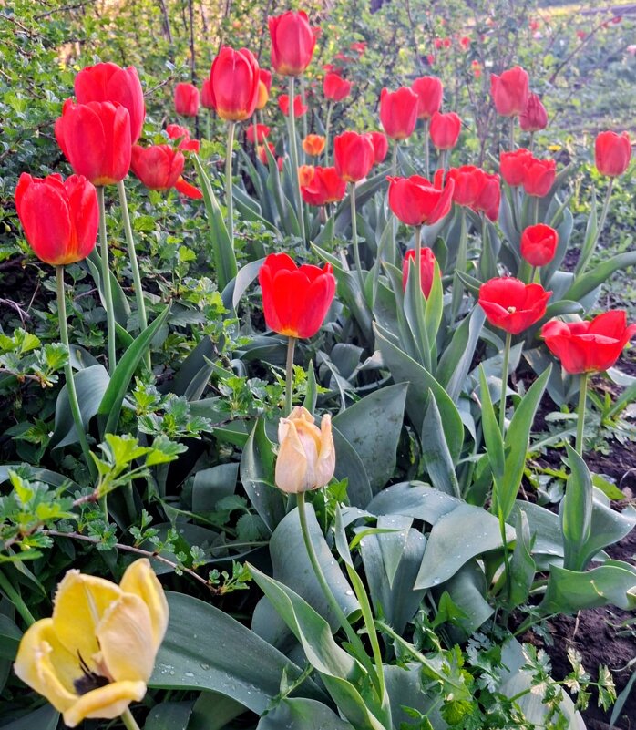 Апрель - Георгиевич 