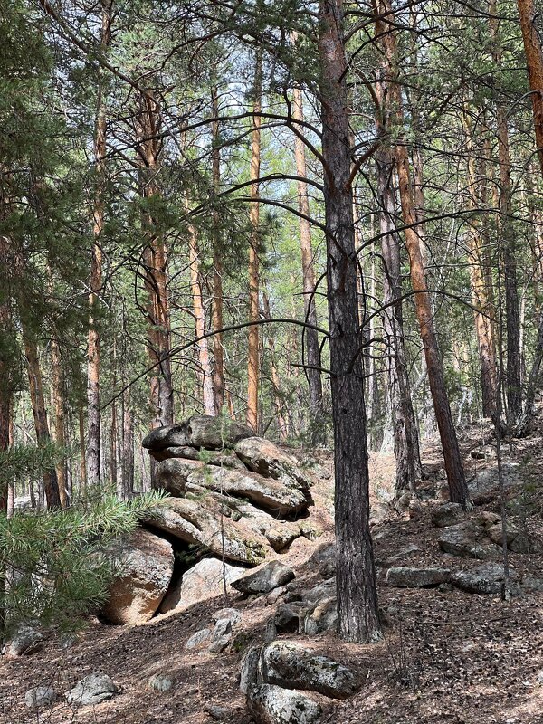 В горном лесу - Андрей Хлопонин