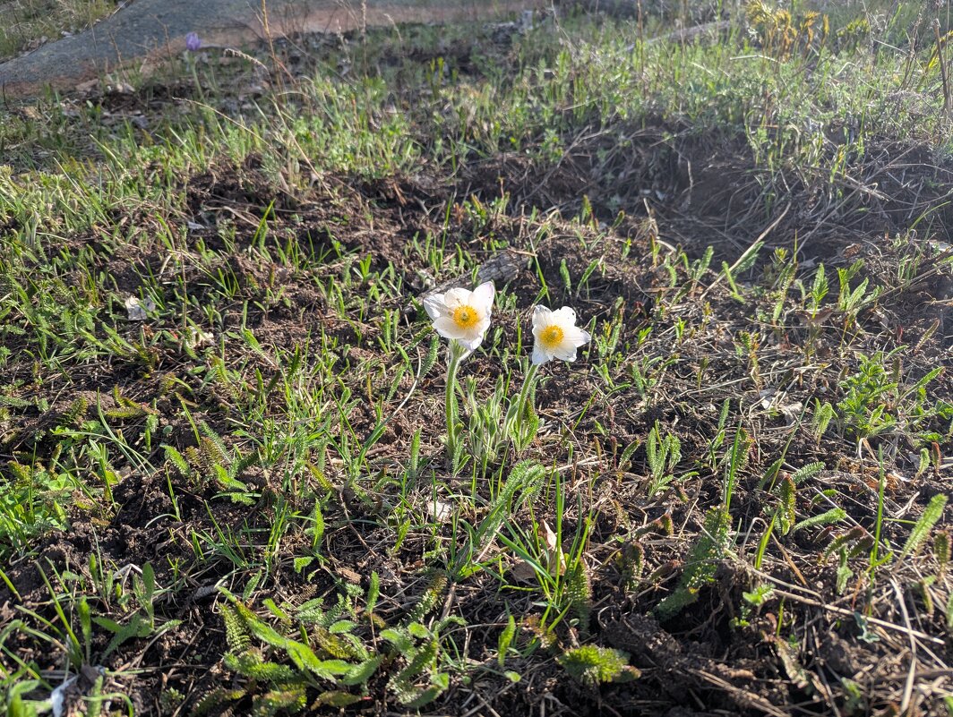 Два цветочка - Андрей Хлопонин