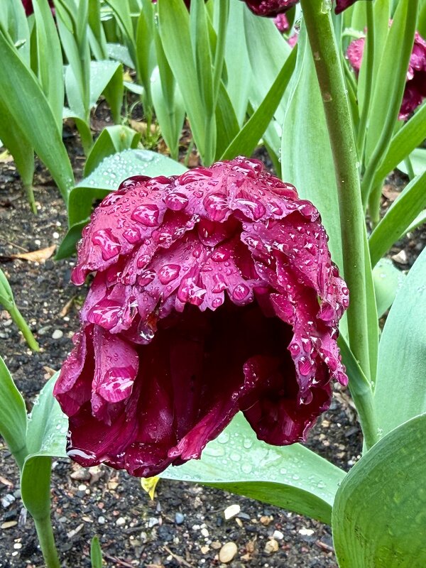 Весна в розовом - Pippa 