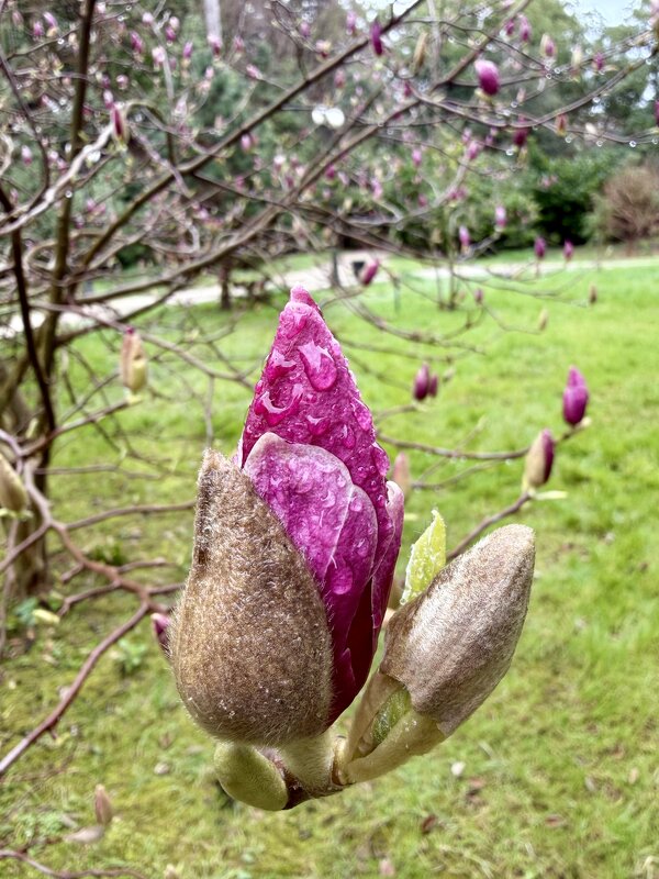 Весна в розовом - Pippa 