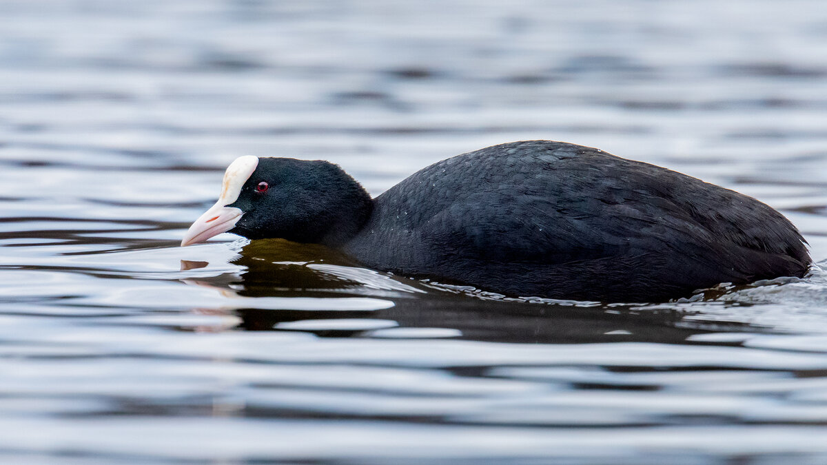 Лысуха - Владимир Лазарев