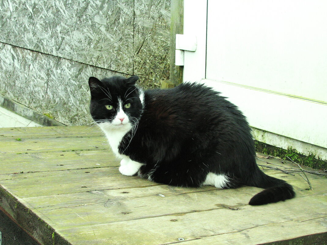 Наблюдает за садом - Людмила Смородинская