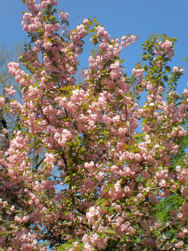 Весна - Роман Савоцкий