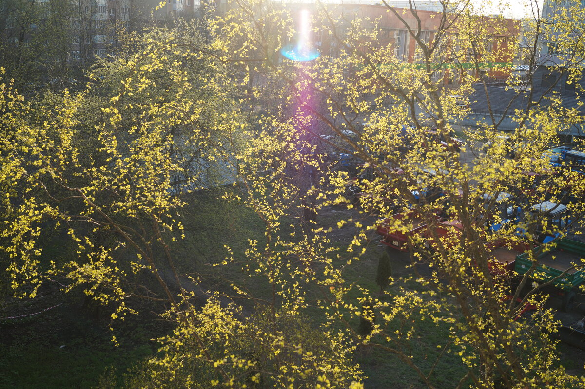 Почти все распустилось! - Anna-Sabina Anna-Sabina