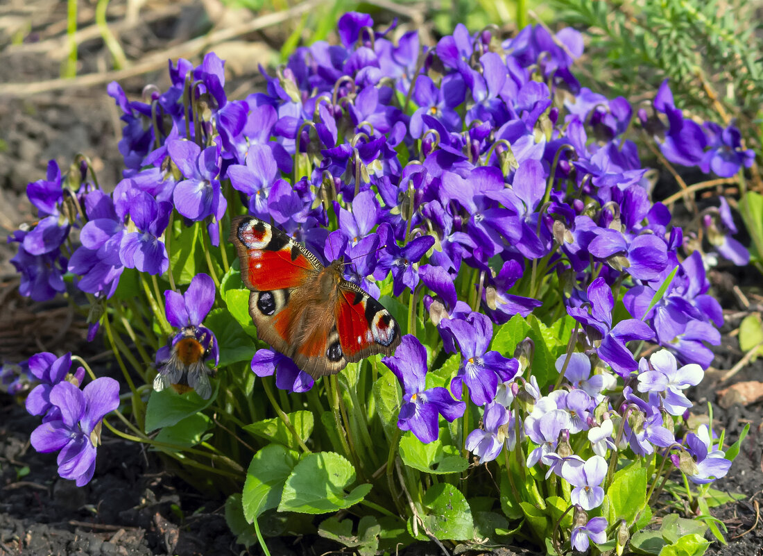 ** - Виталий Емельянов