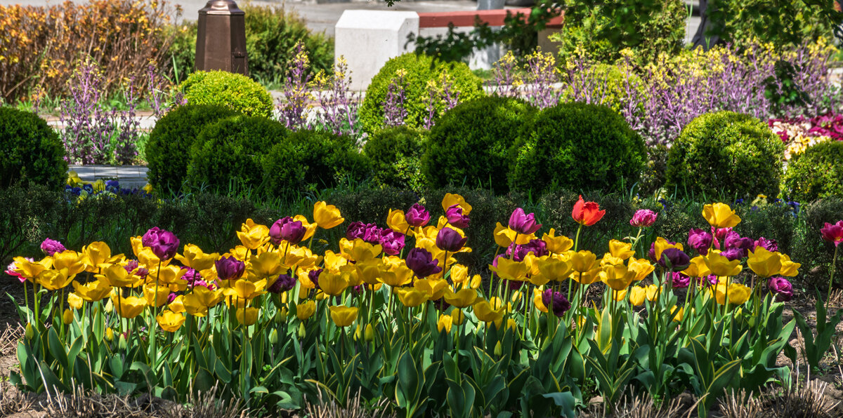 Городские клумбы - Игорь Сикорский
