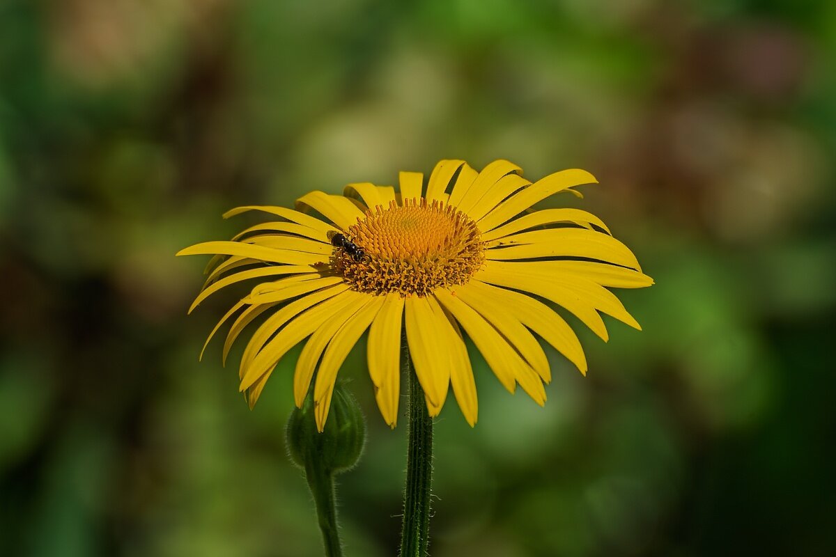 дороникум желтая ромашка - Игорь Сикорский