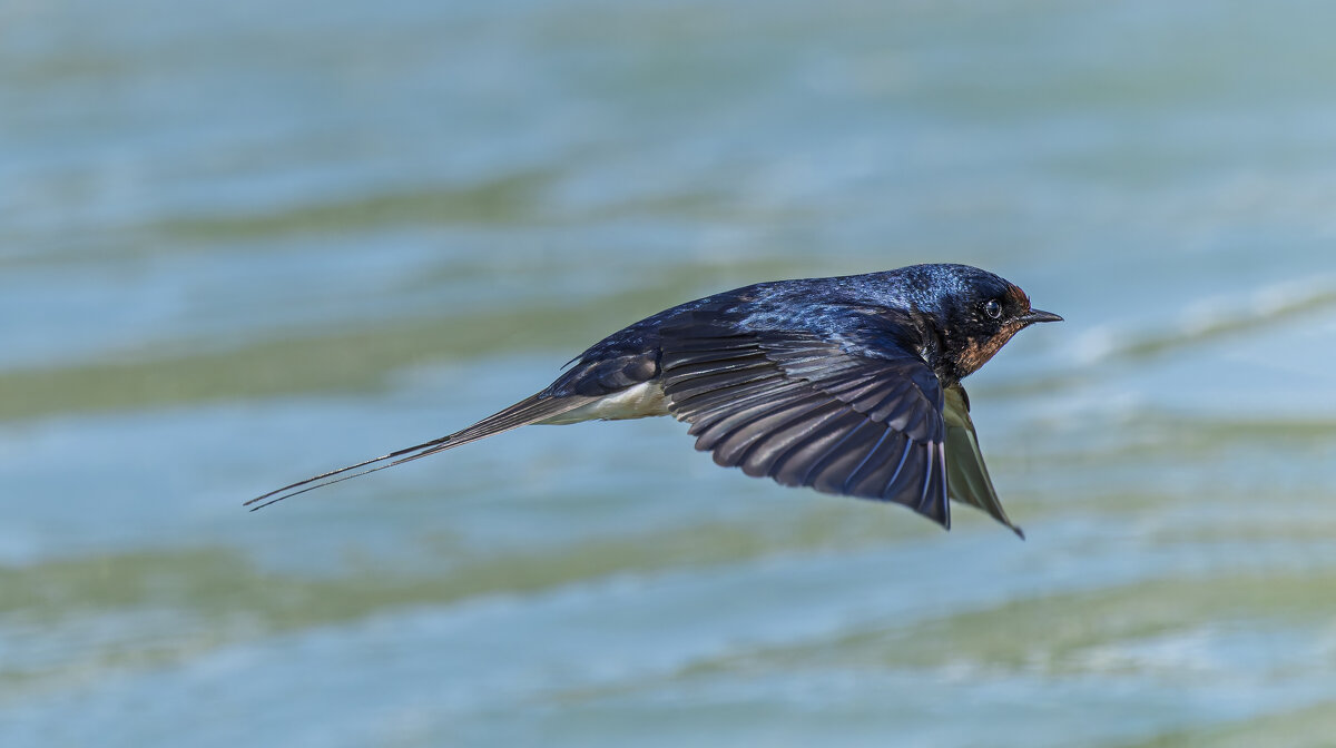 ласточка деревенская. - юрий макаров