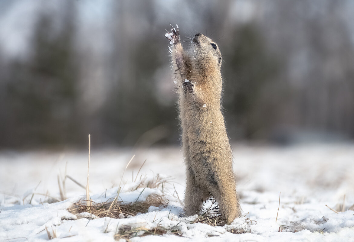 Игра в снежки - Марина Фомина.