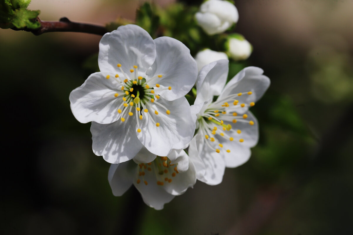 Цветение - Татьяна Салиева