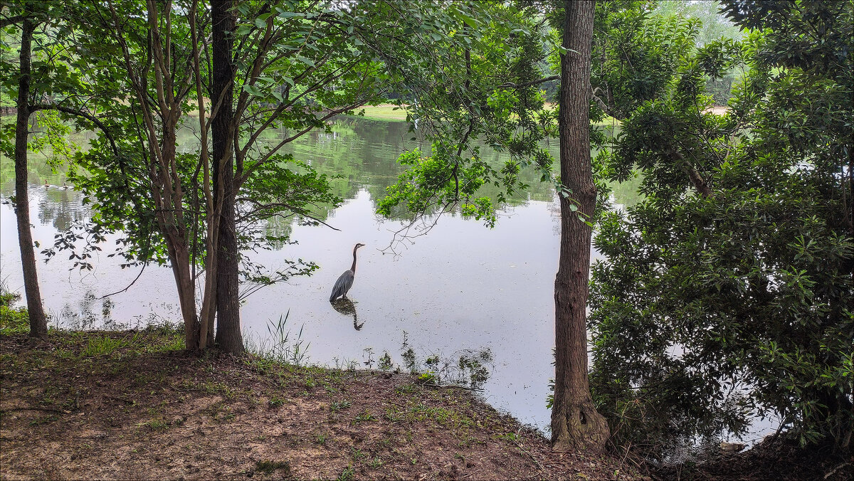 Пруд - **** vedin