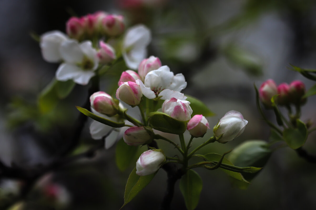 Яблоня - Игорь Шевченко